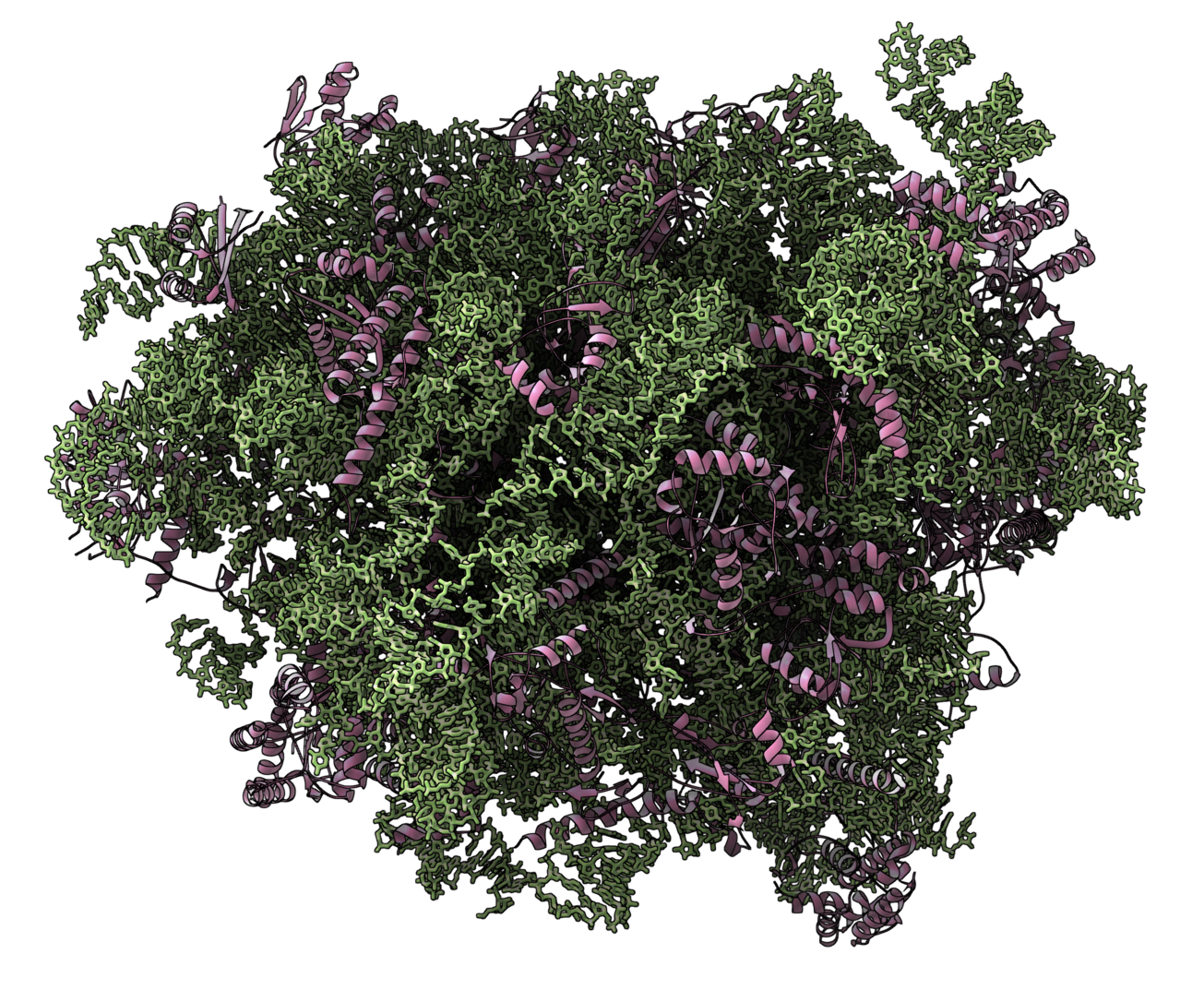 SAMSON gallery image