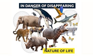 Nature of Life Deck gallery image