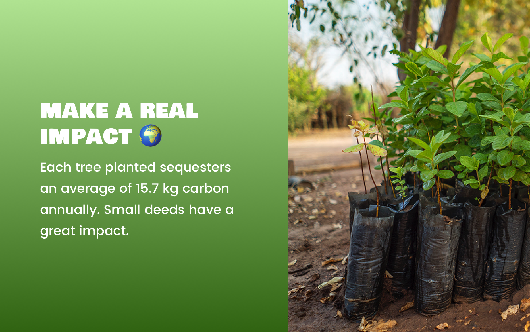 Evergreen gallery image