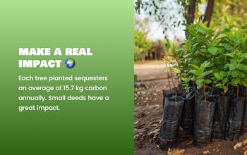 Evergreen gallery image