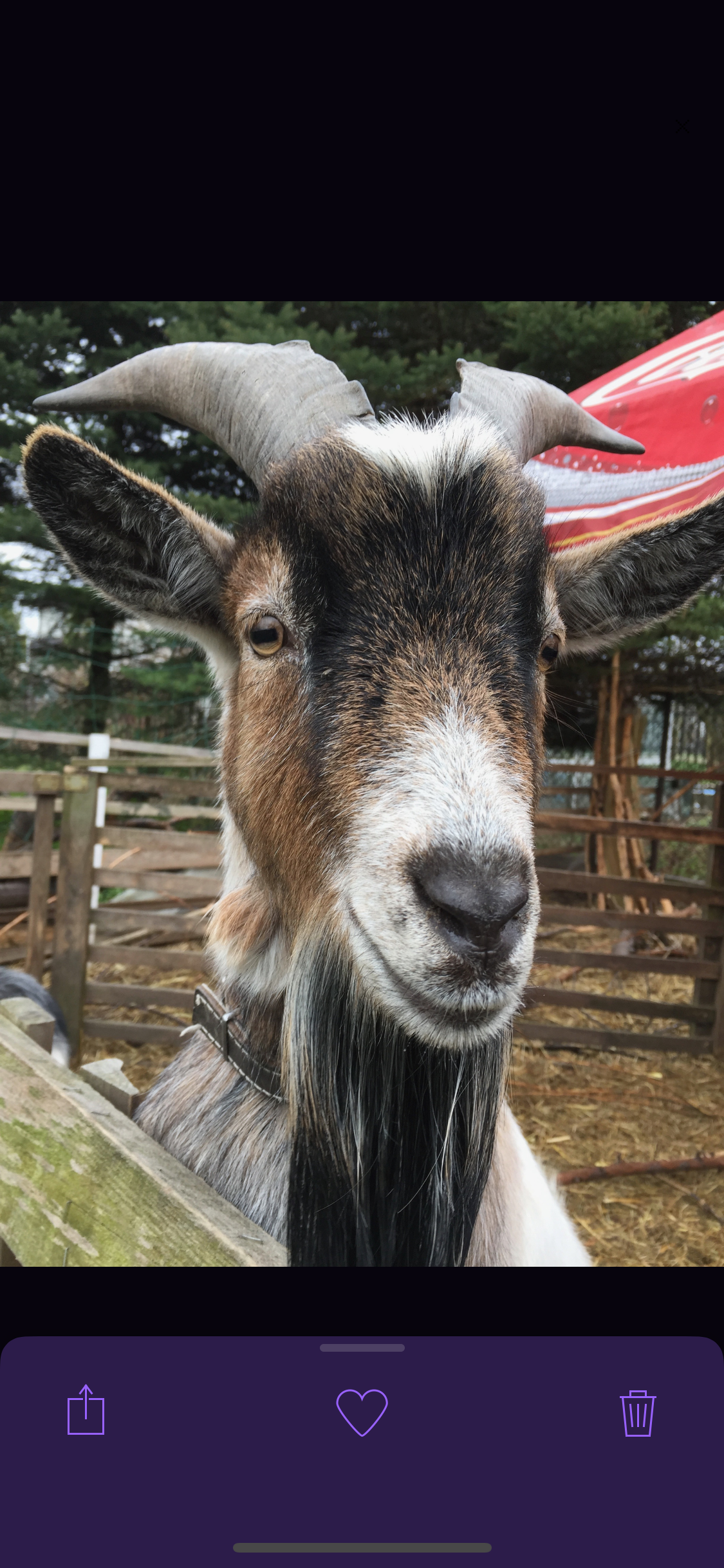 Picassort gallery image