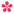 Cherry Blossom