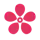 Cherry Blossom