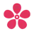 Cherry Blossom