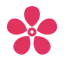 Cherry Blossom