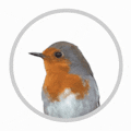 Bird Buddy