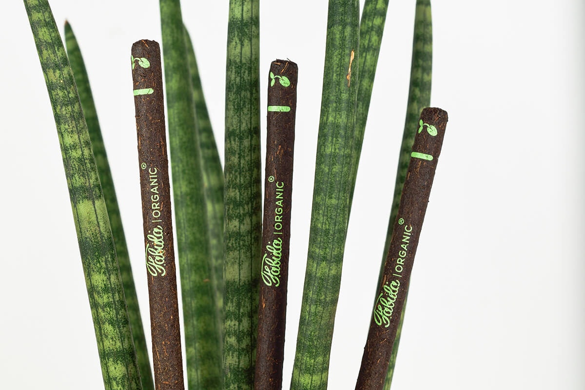 Fabula Organic Pencil gallery image