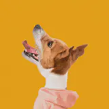 Petcube Bites 2 Lite