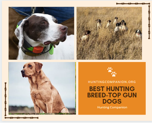 Hunting Companion - Best Kennel gallery image