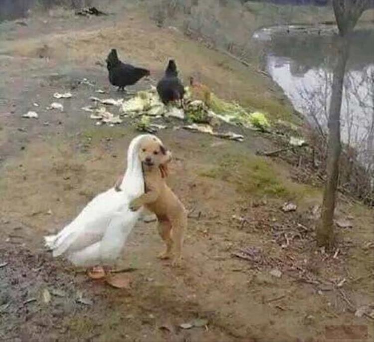 Picsolf gallery image