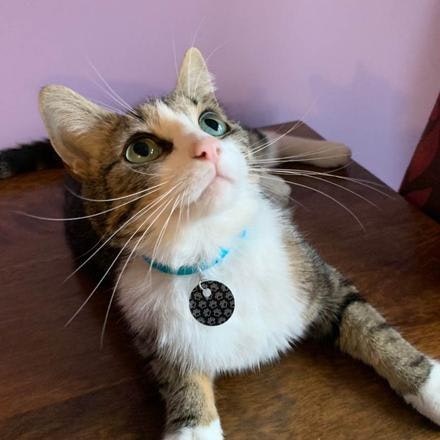 Scanapet gallery image