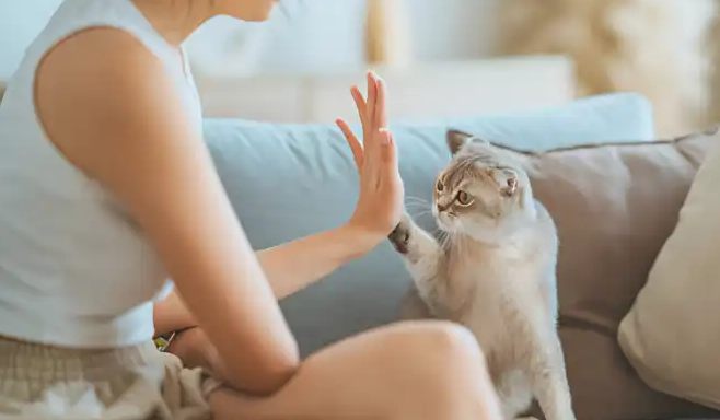 애완 동물 고양이 음성 번역 - 목소리를 고양이 소리로 번역하십시오 미디어 2