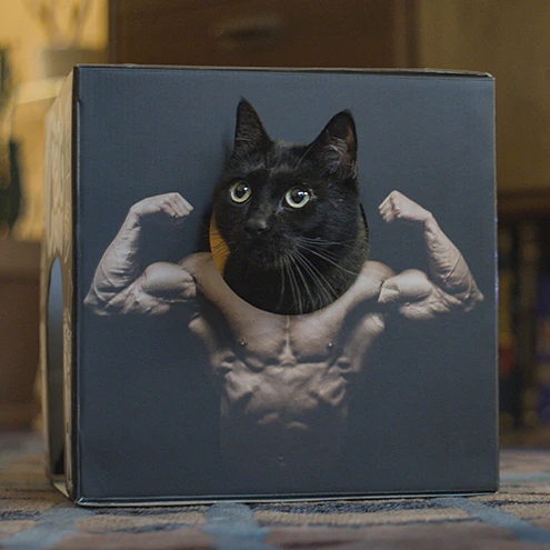 Cat Bods