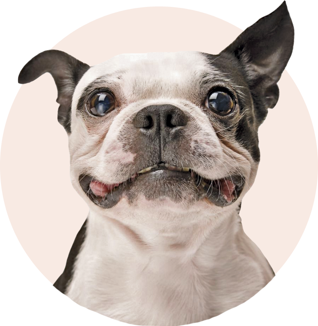 Petmasters gallery image