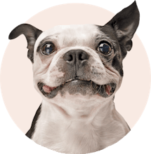 Petmasters gallery image