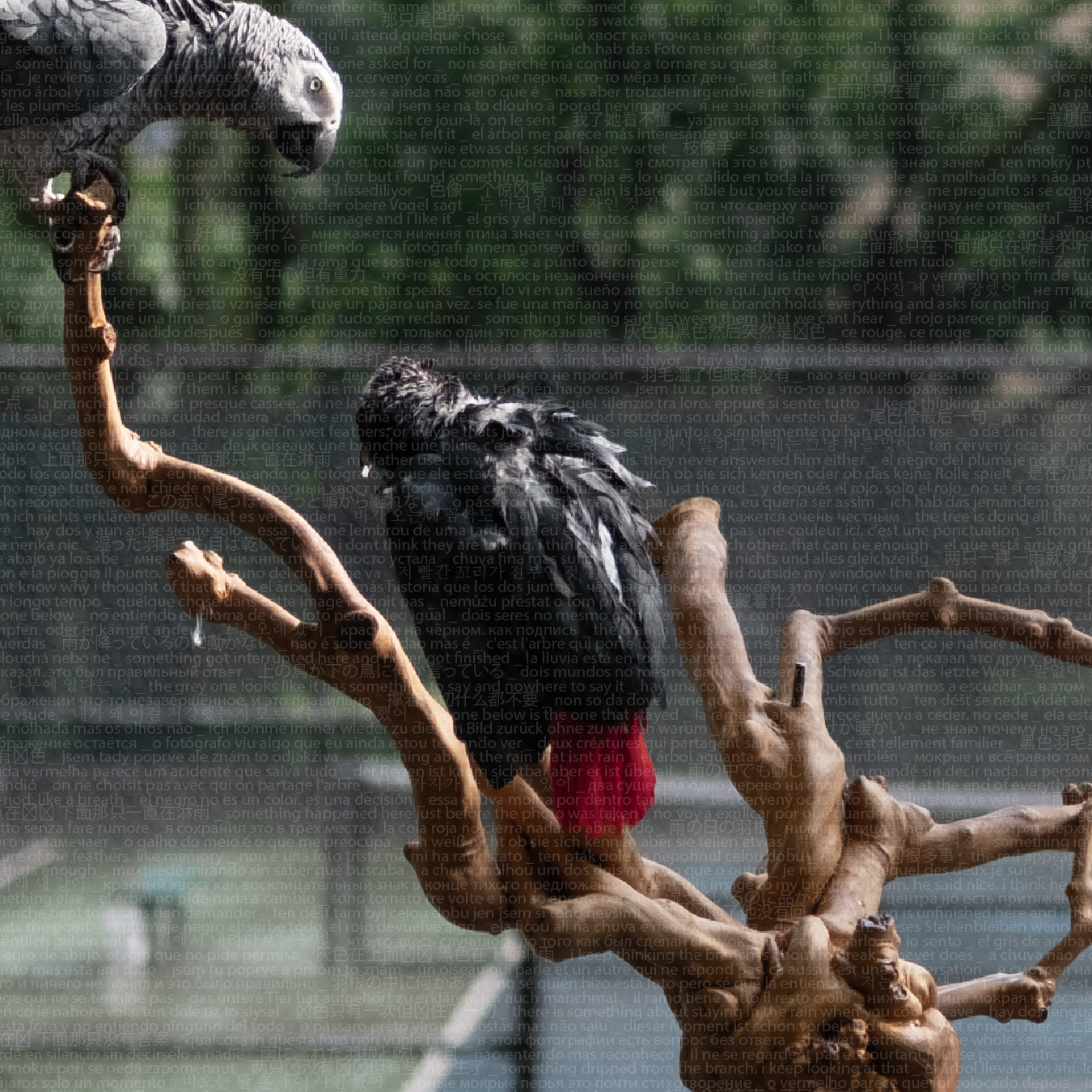 Silent Fragments media 3