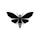 Cicada