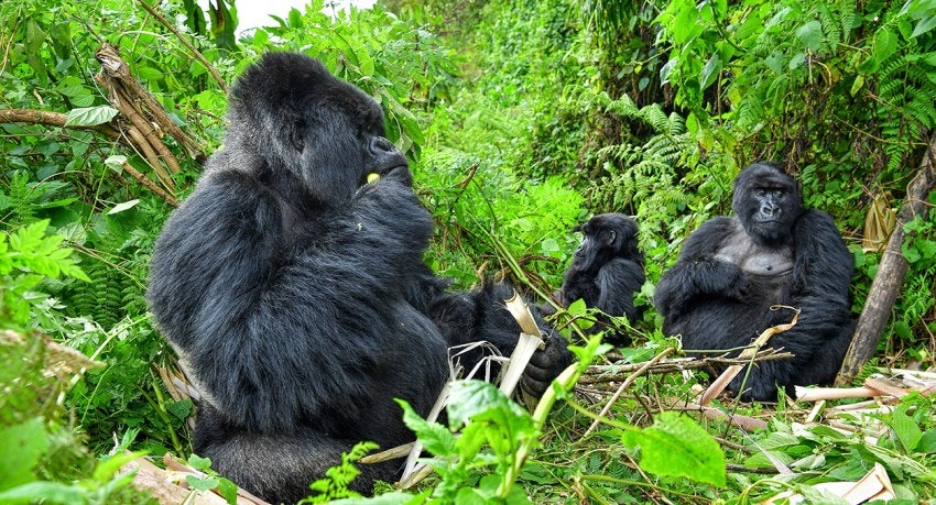 Media Gorilla trekking - Trekking leo núi 4 ngày ở Rwanda 1