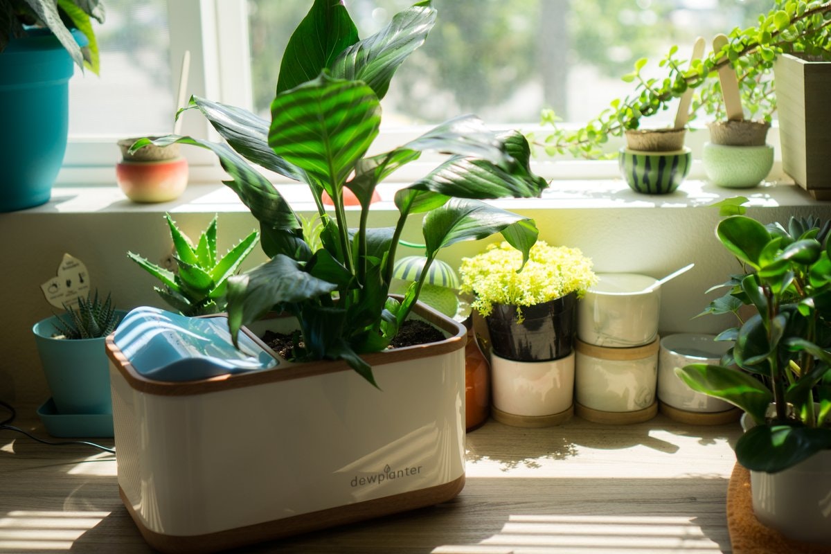 Dewplanter - Water Generating Planter gallery image