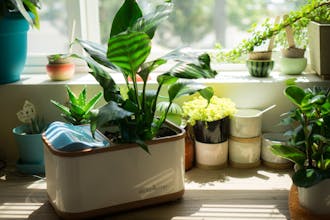 Dewplanter - Water Generating Planter gallery image