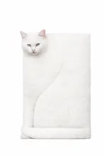 CUBISM CAT app gallery image