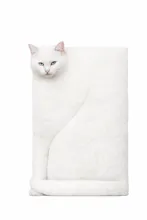 CUBISM CAT app gallery image