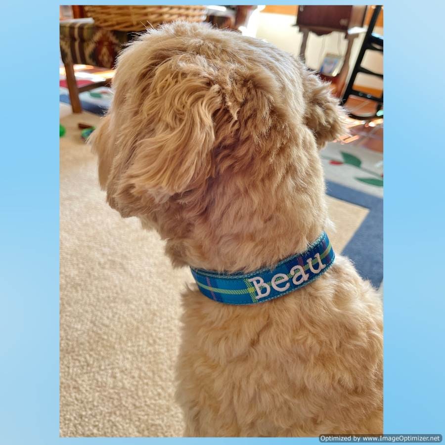Collare per cani personalizzati a quadri e set di guinzaglio - Stile e qualità scatenati e perfezione scozzese per il tuo cucciolo media 2