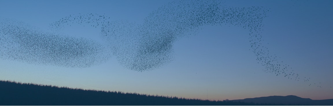 Ostetso gallery image