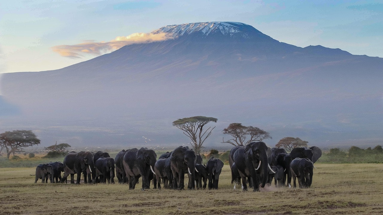 Africantrust Safari gallery image