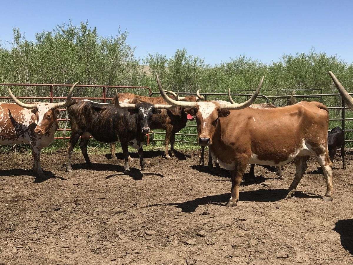 Livestock & poultry sale +27631521991 gallery image