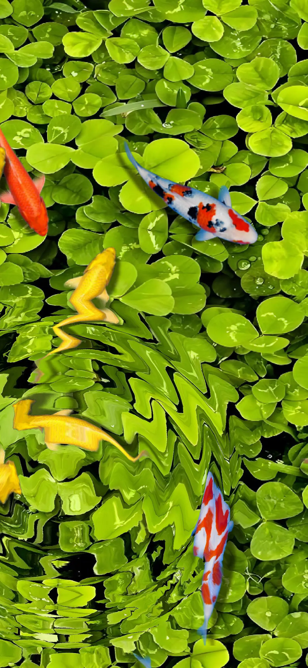 Pond Koi gallery image