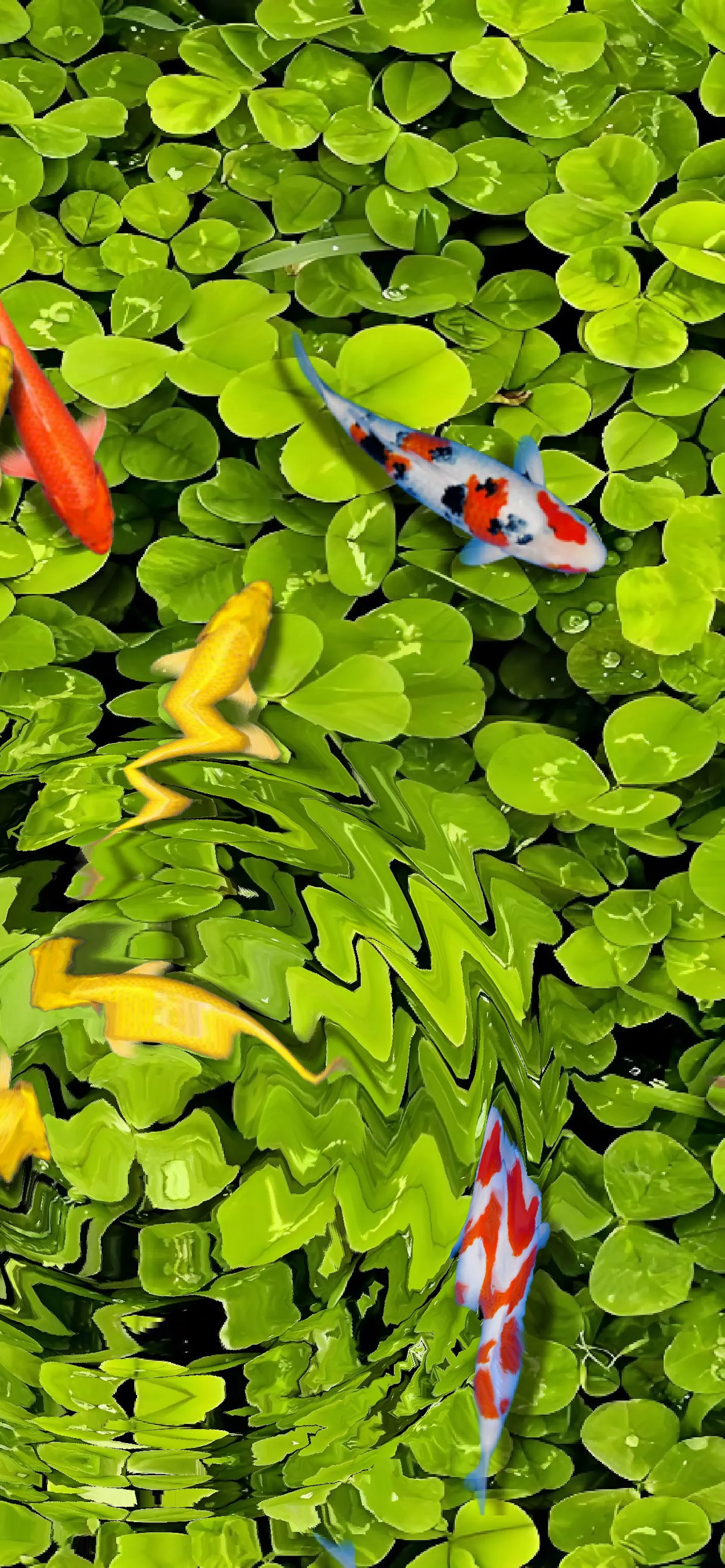 Pond Koi screenshot 7