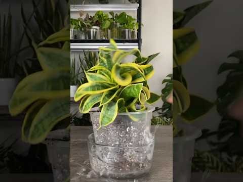 Plant ID & Disease Identifier gallery image