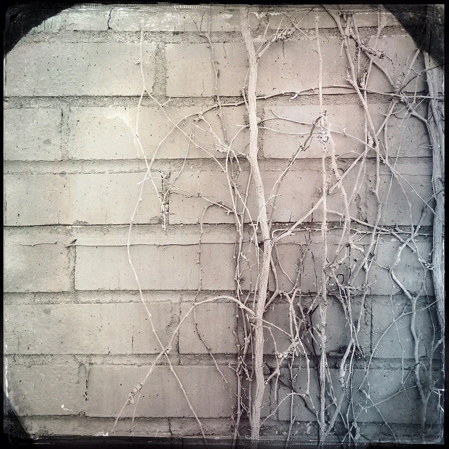 The Full Monty - Episode 16: Racial Targeting and a Withering Vine