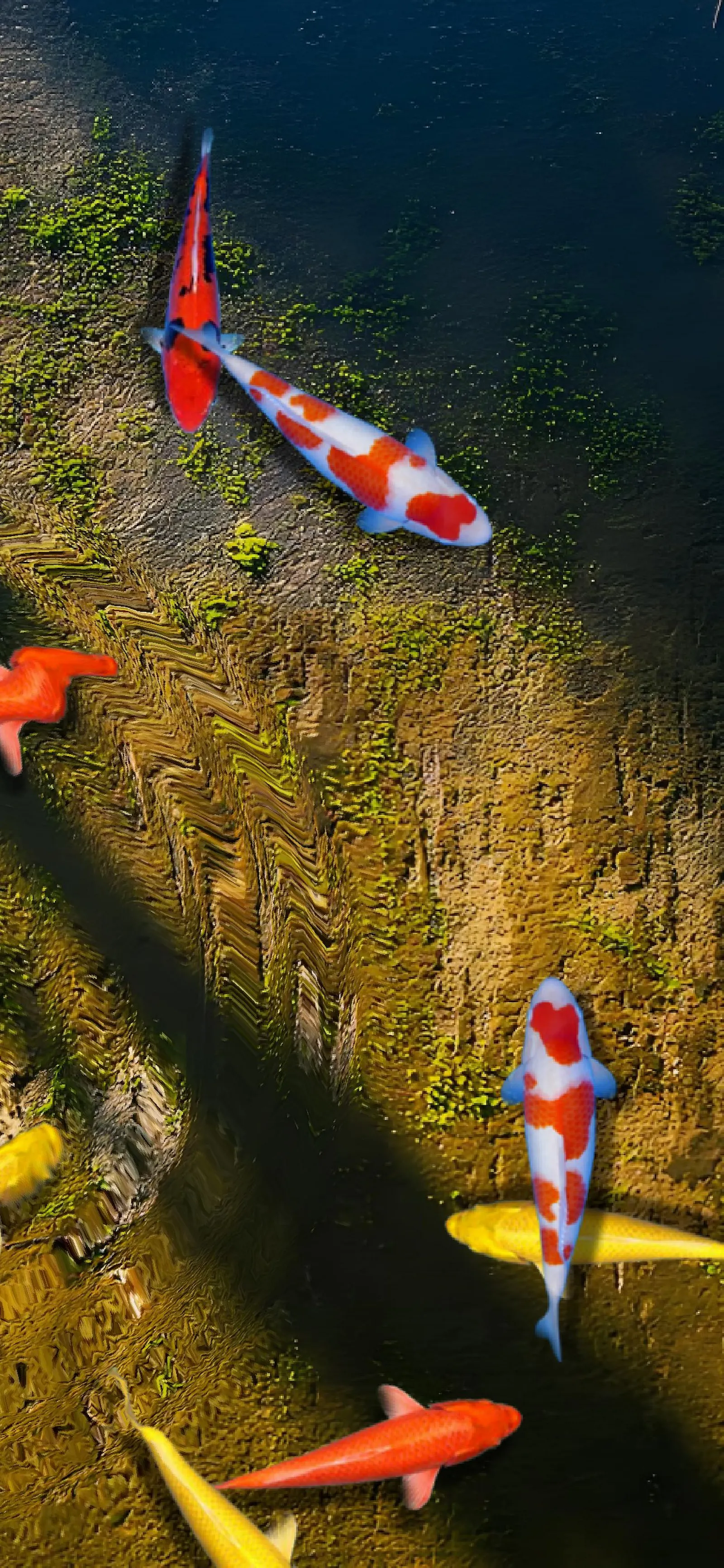 Pond Koi screenshot 9