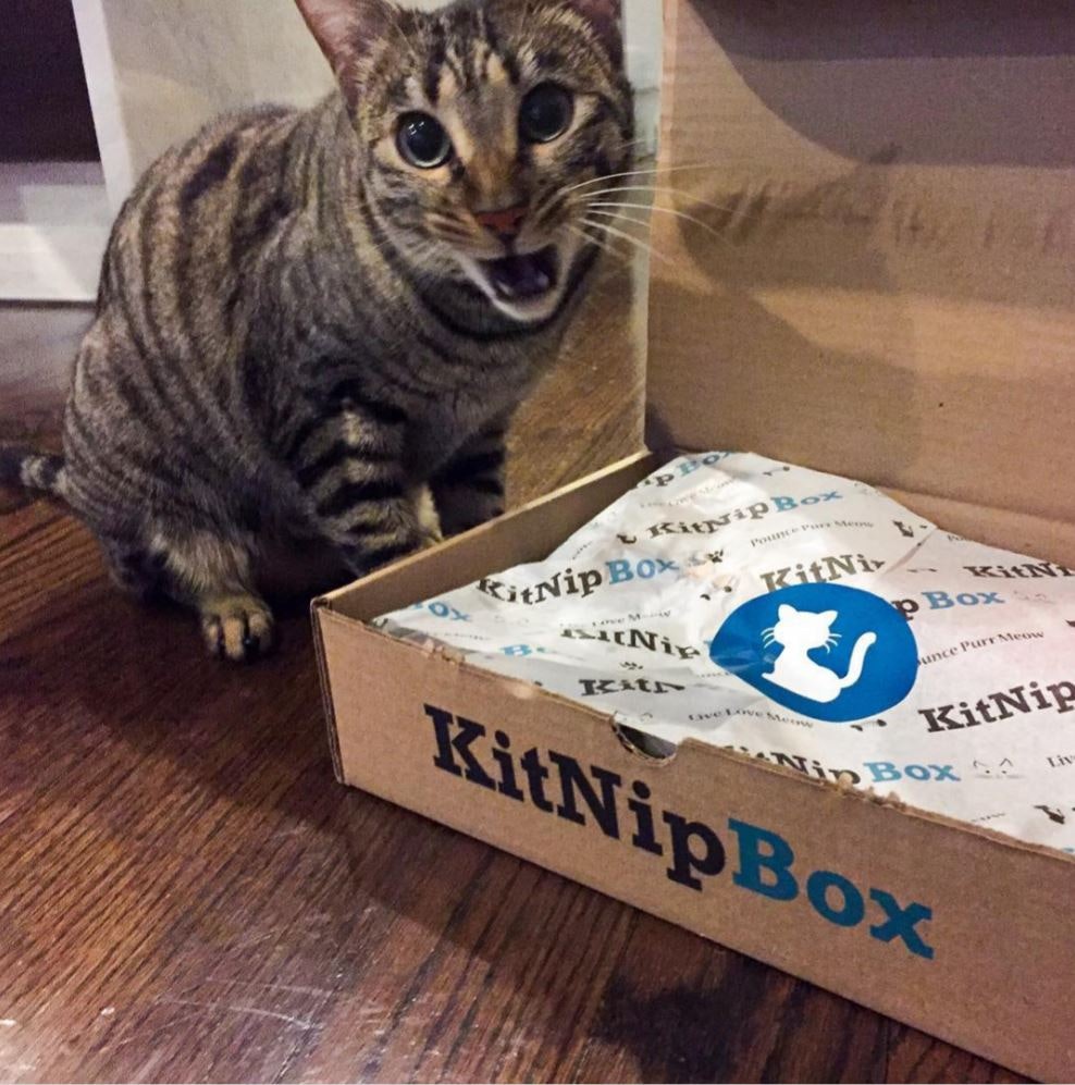 KitNipBox