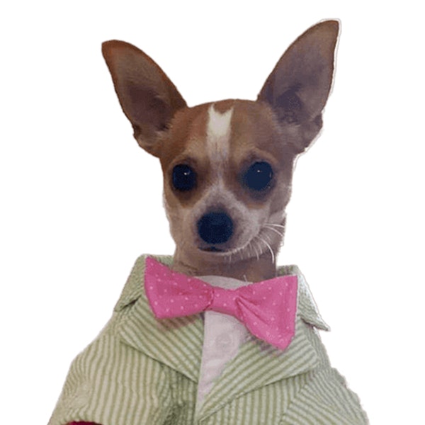 MANUEL DE L'OBLAGE DE LA COMPOSE DOG