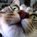 Candid Catmera