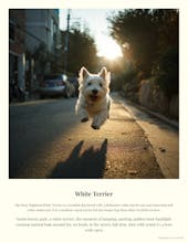 Prompt Card Builder gallery image