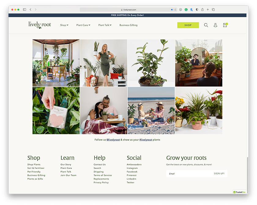 Lively Root gallery image