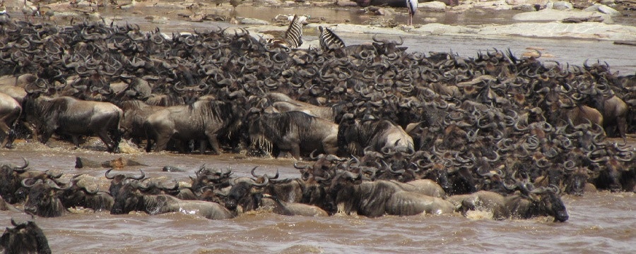Africantrust Safari gallery image
