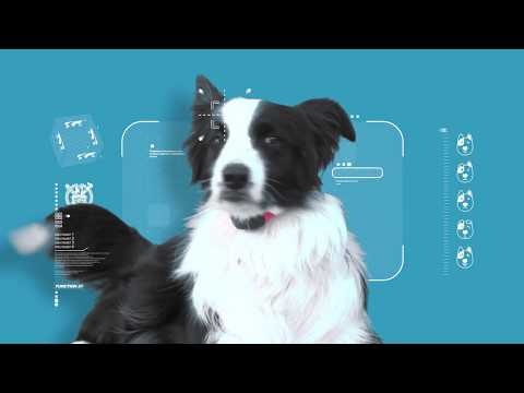 Petpuls: the AI-powered dog collar gallery image