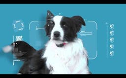 Petpuls: the AI-powered dog collar media 1