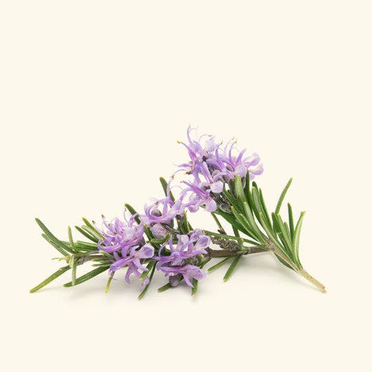 Rosemary Essential Oil media 1