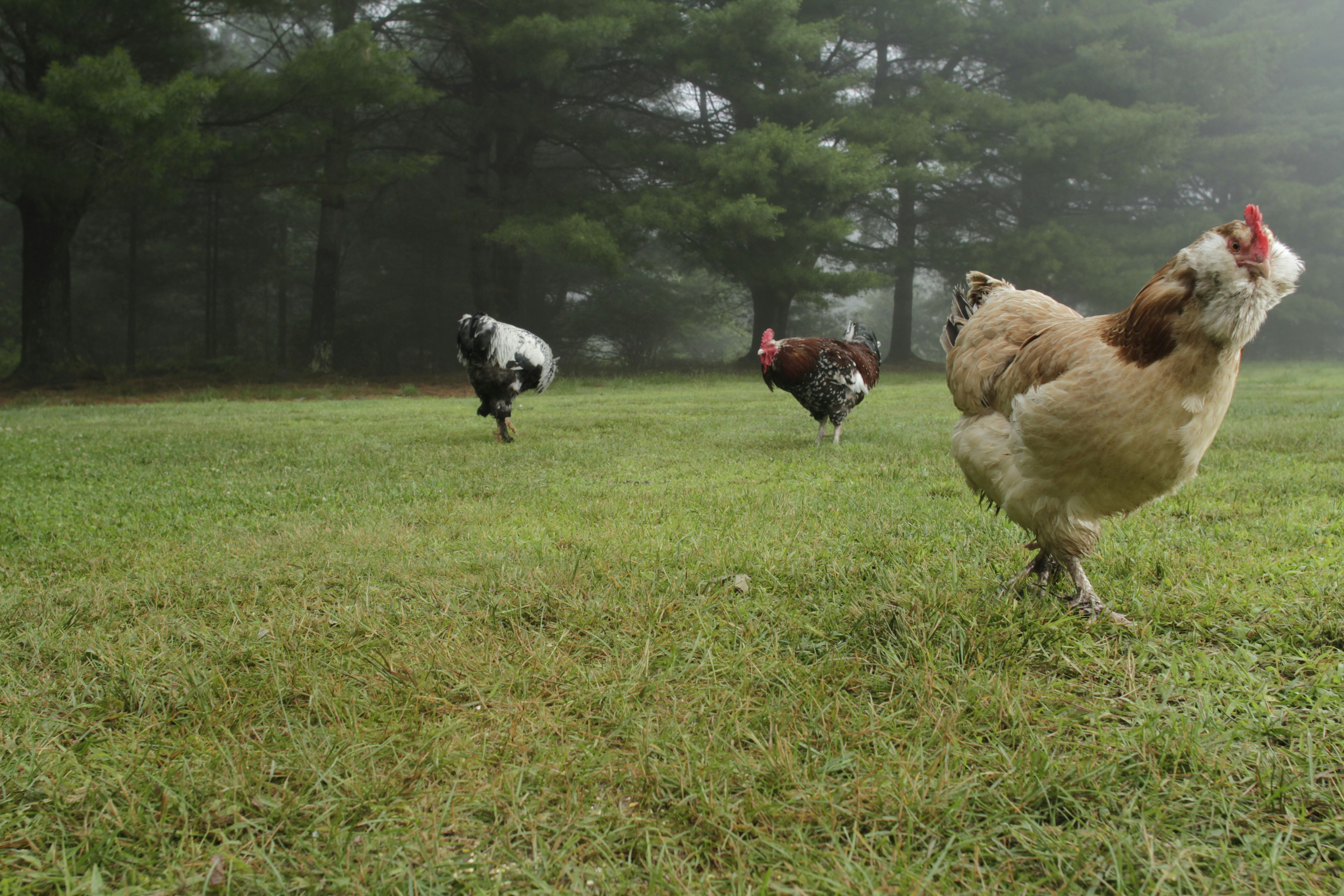 ภาพถ่ายไก่ media 5