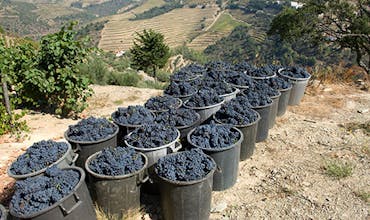 Vivino gallery image