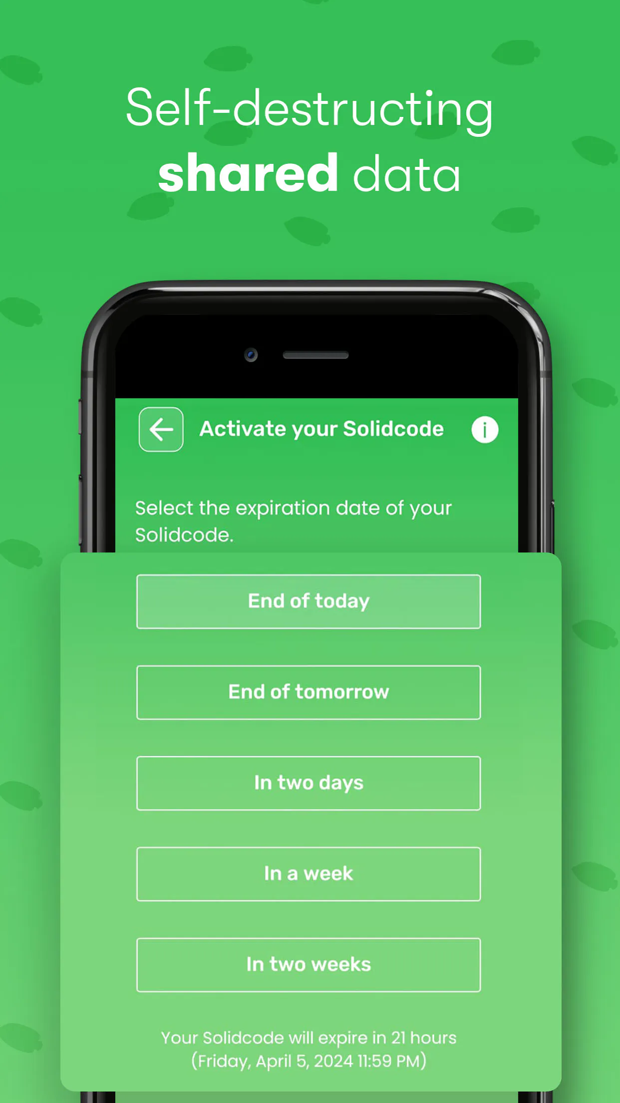 SolidFish gallery image