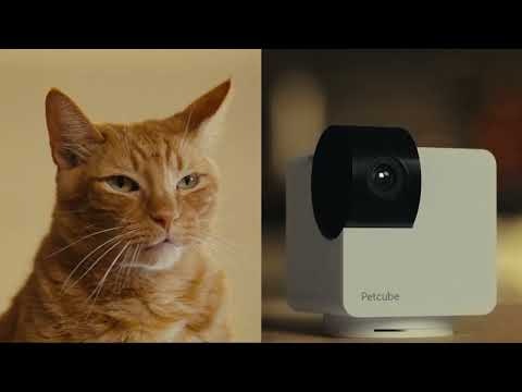 startuptile Petcube Cam 360-Smart pet camera with 360° pan-tilt rotation view