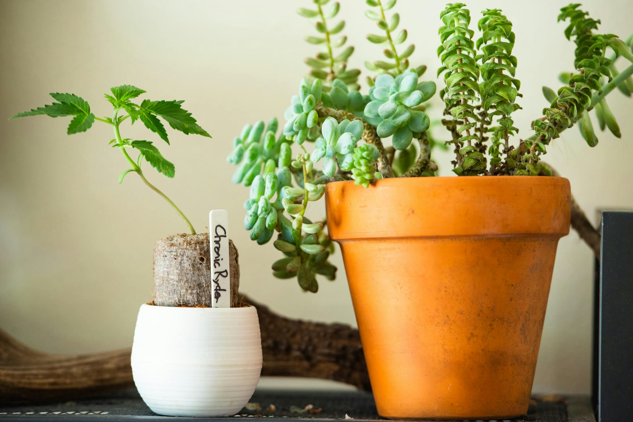 aPotforPot gallery image