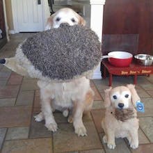 Petsies gallery image